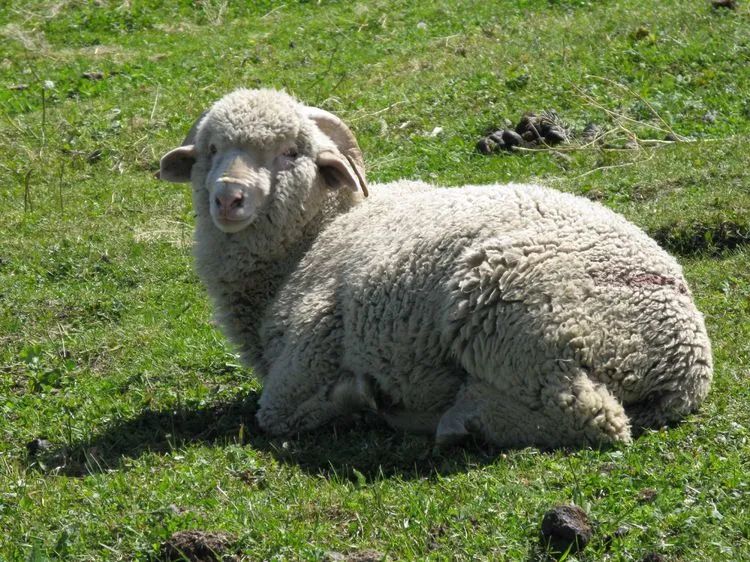 柯尔克孜羊倌帕米尔高原的牧羊女帕米尔高原喀什地区塔什库尔干塔吉克