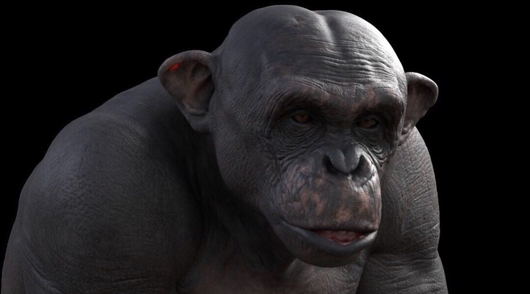 |猩猩与人有多远？它是史上最像人的黑猩猩，曾被认为是过渡人种