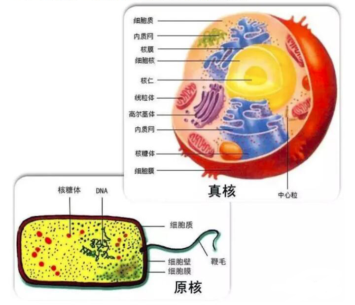 真核细胞与原核细胞的区别