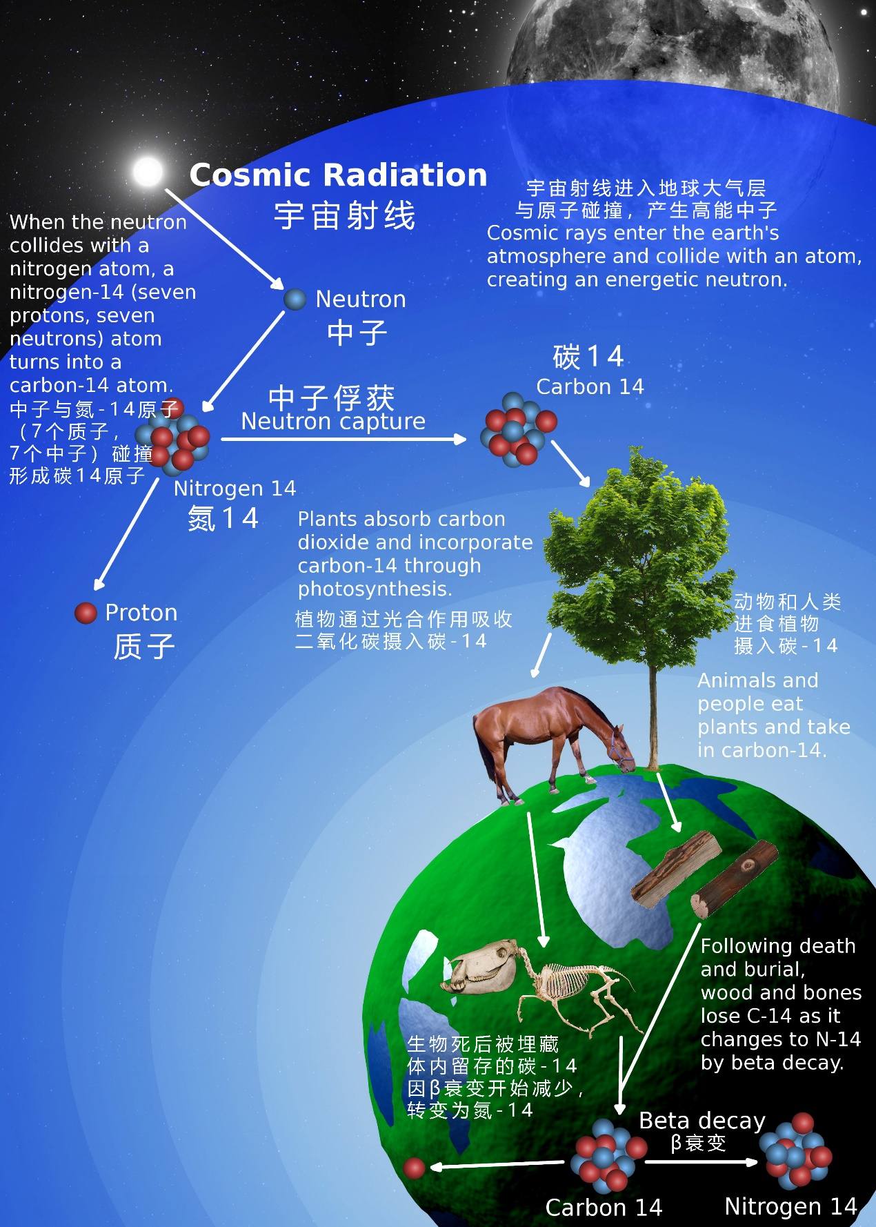 超新星|古树的年轮可能蕴藏着史诗般的太空爆炸故事