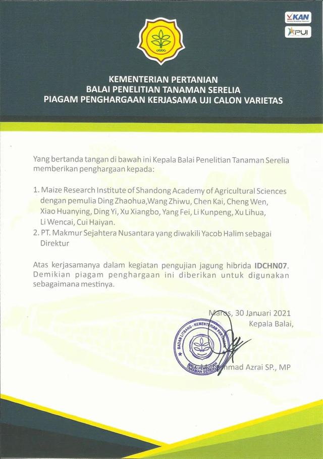 玉米|新突破！我科学家“跨国”选育出四个玉米新品种