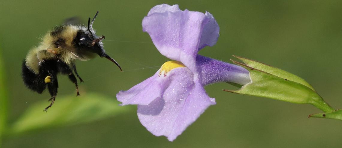 花中的花瓣吸引昆虫前去访花｜图片来源：廖鑫凤