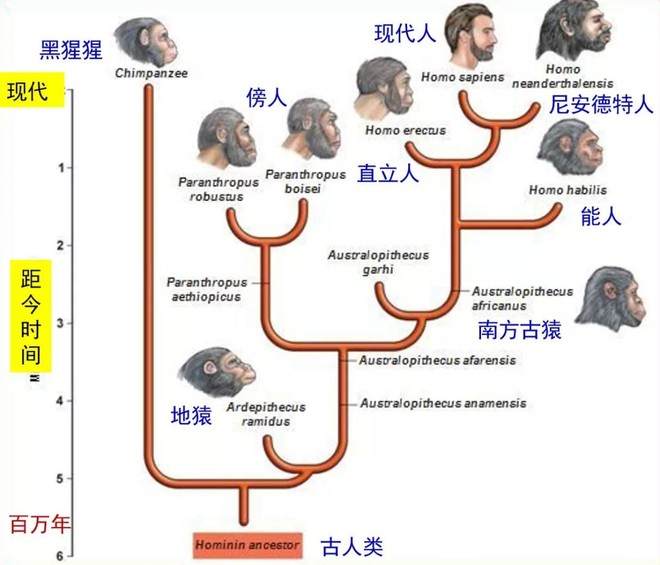 科学|与猩猩杂交实验，5名人类女性愿意为科学献身，最后结果怎样？