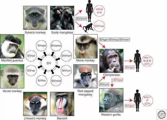 科学|与猩猩杂交实验，5名人类女性愿意为科学献身，最后结果怎样？