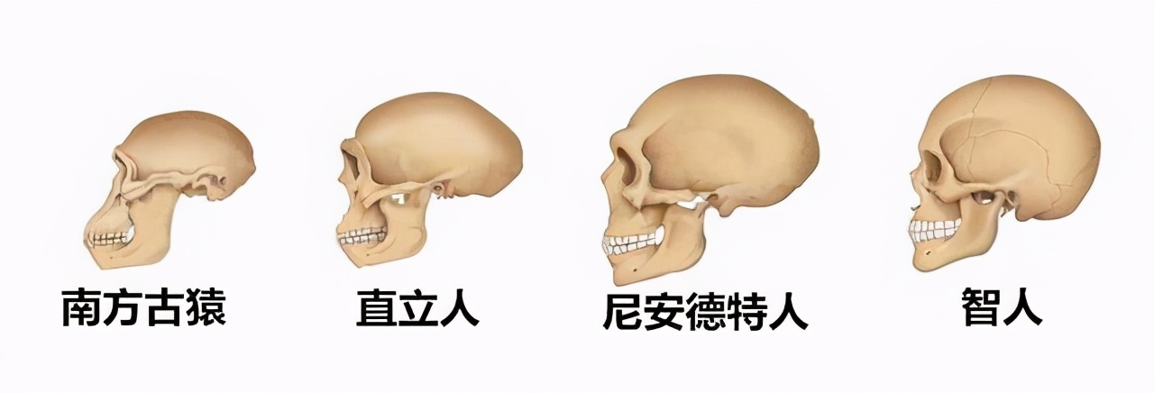 科学|人都是女人生的，在人类出现之前，第一个女人是哪里来的？