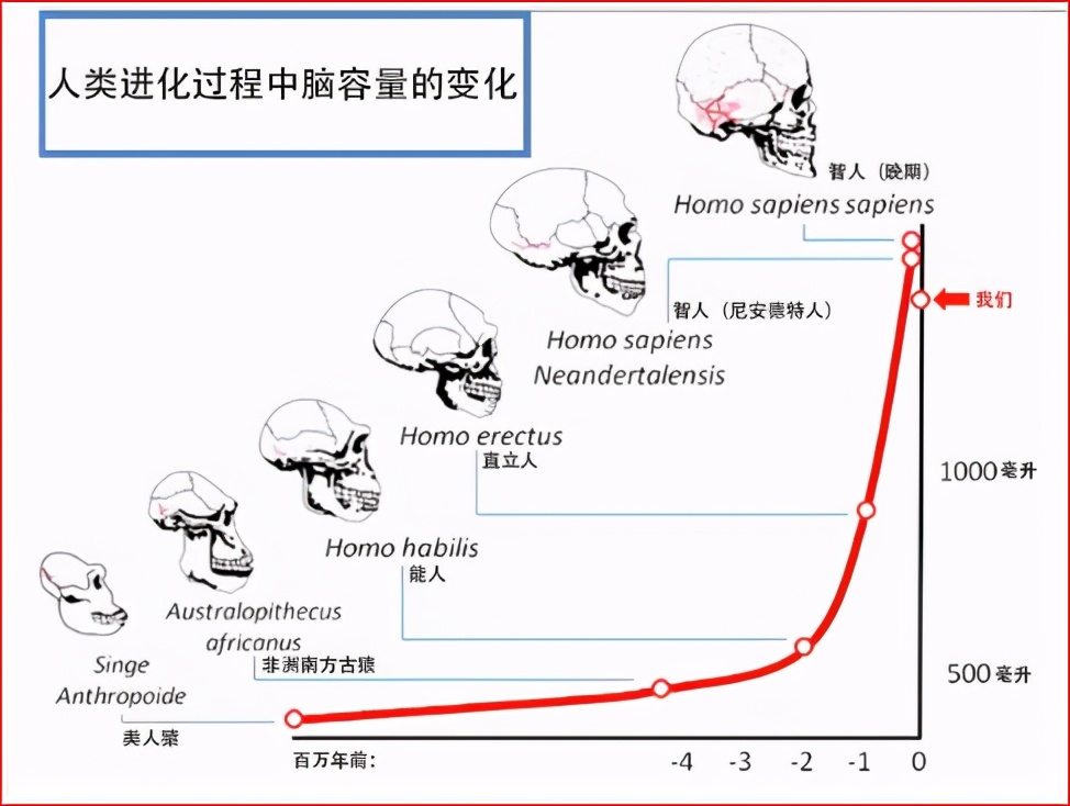 科学|人都是女人生的，在人类出现之前，第一个女人是哪里来的？