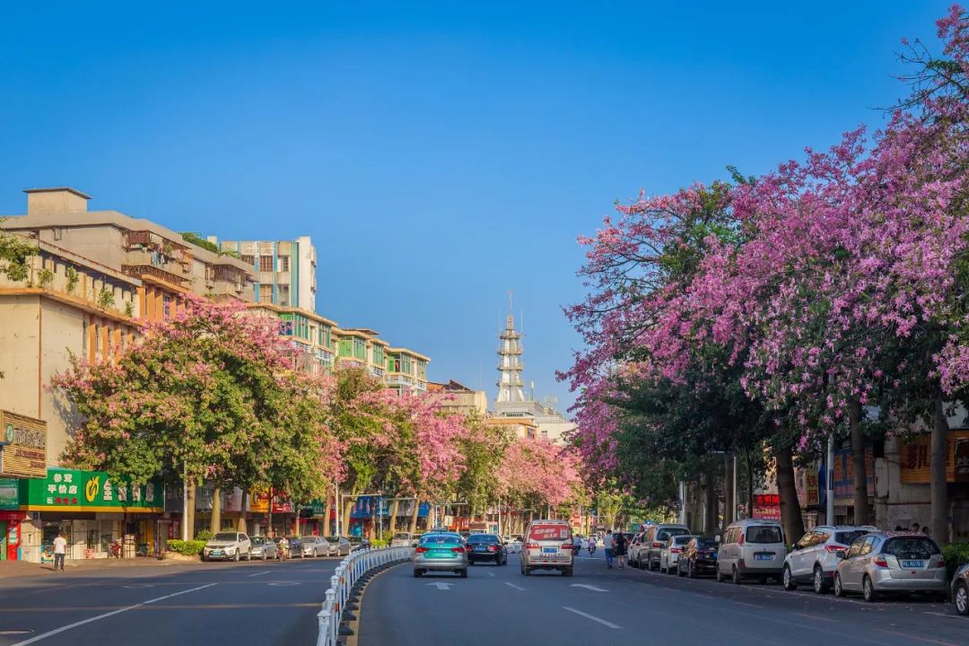 油菜花|春来到，各省率先迎接春天的是什么花？