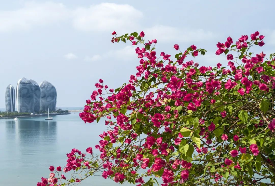 油菜花|春来到，各省率先迎接春天的是什么花？