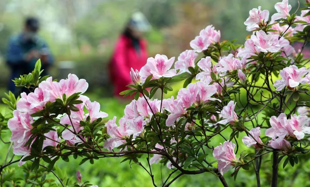 油菜花|春来到，各省率先迎接春天的是什么花？