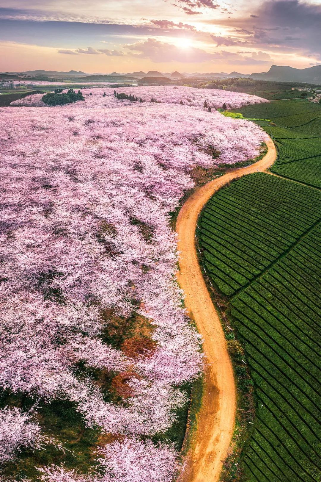 油菜花|春来到，各省率先迎接春天的是什么花？