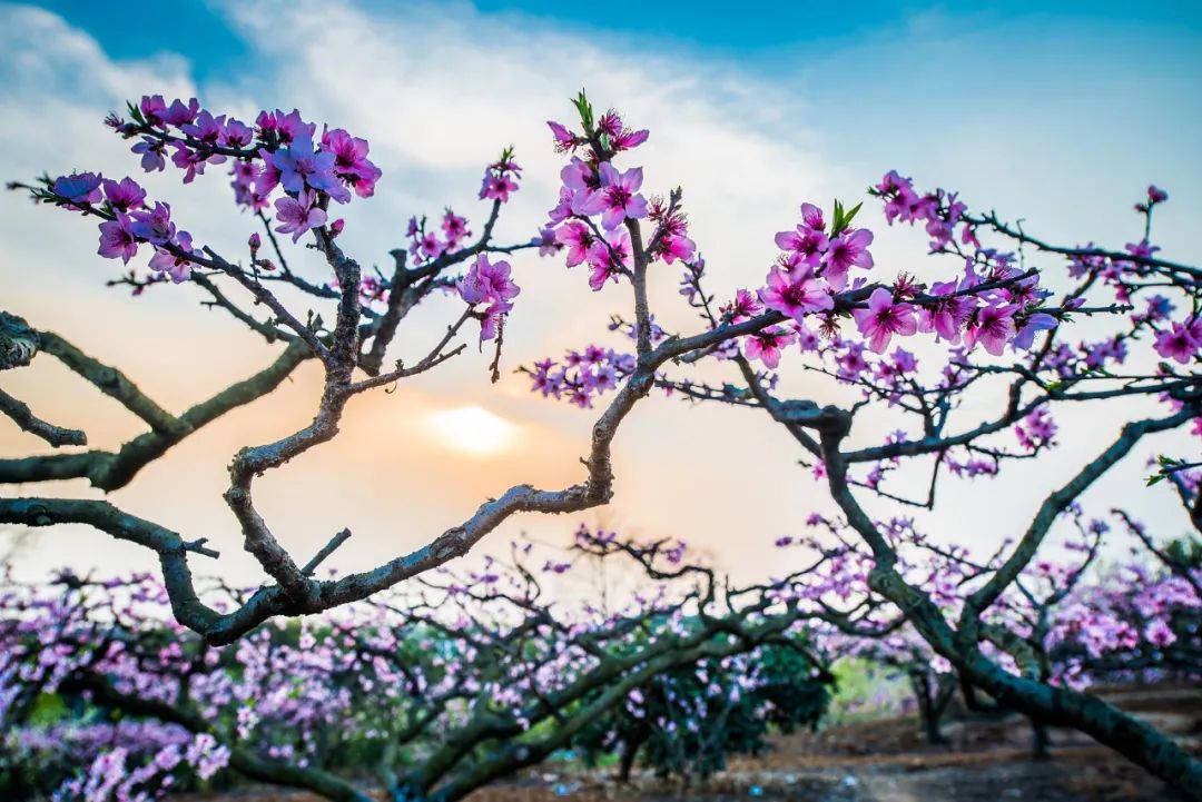 油菜花|春来到，各省率先迎接春天的是什么花？
