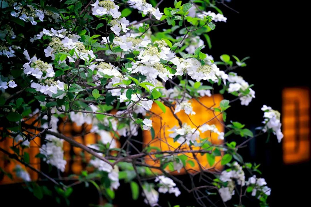 油菜花|春来到，各省率先迎接春天的是什么花？
