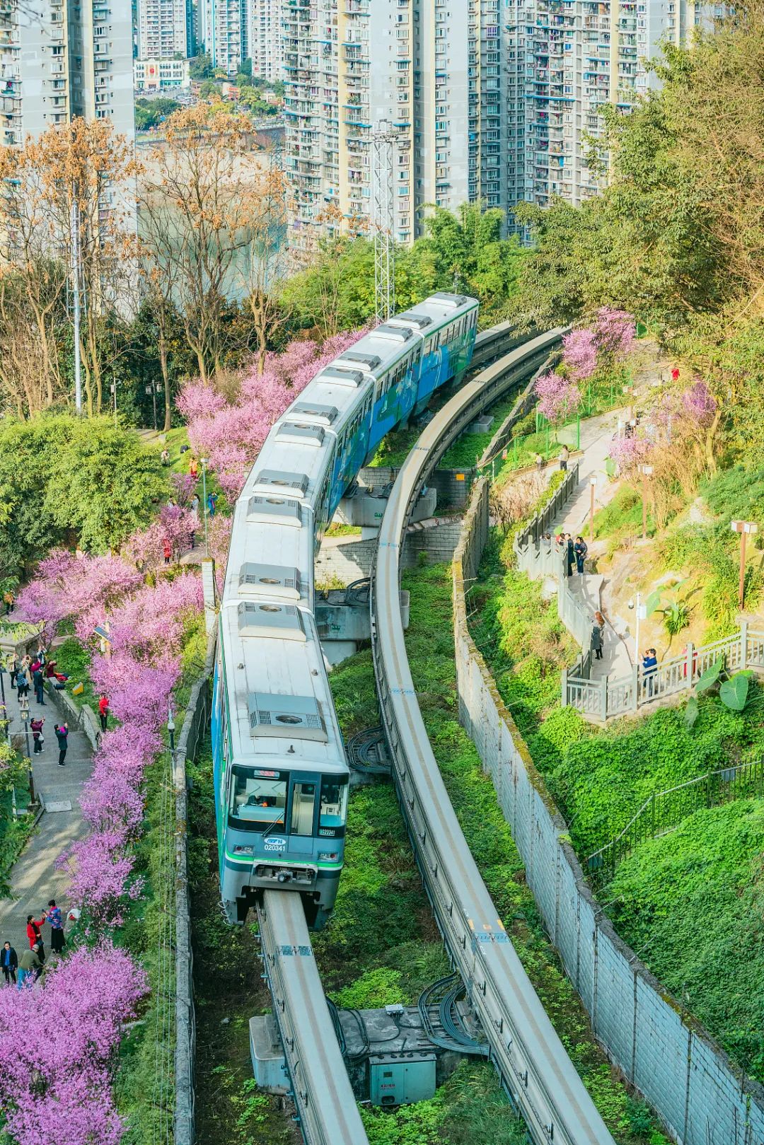 油菜花|春来到，各省率先迎接春天的是什么花？