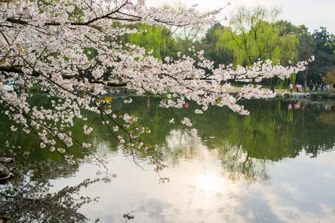 油菜花|春来到，各省率先迎接春天的是什么花？