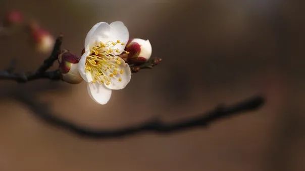 油菜花|春来到，各省率先迎接春天的是什么花？