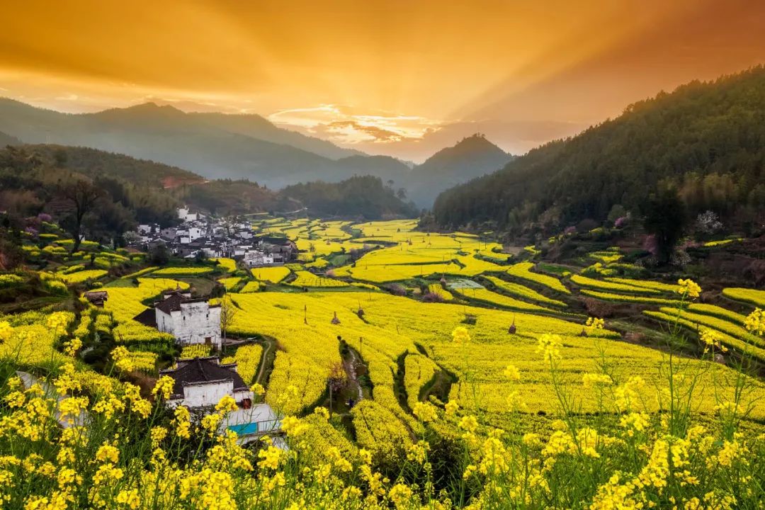 油菜花|春来到，各省率先迎接春天的是什么花？