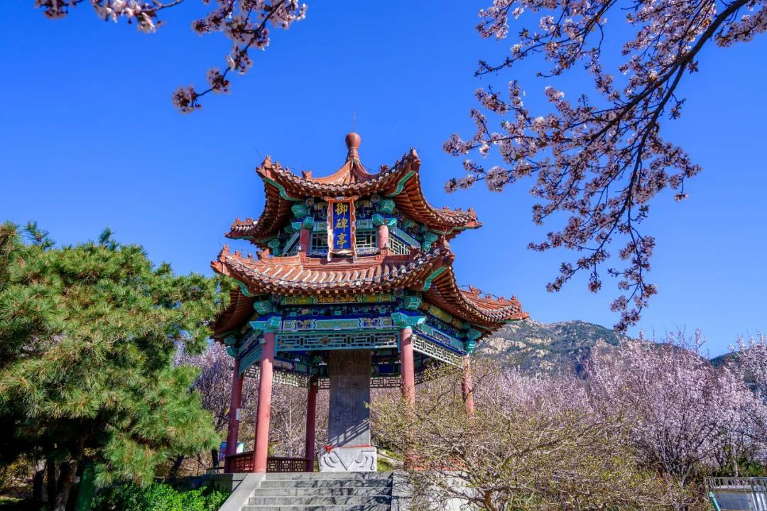 油菜花|春来到，各省率先迎接春天的是什么花？