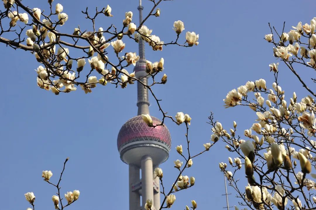 油菜花|春来到，各省率先迎接春天的是什么花？