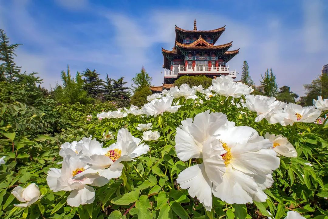 油菜花|春来到，各省率先迎接春天的是什么花？