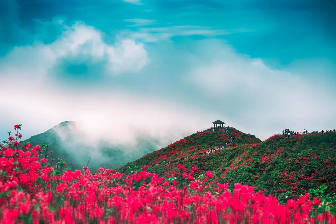 油菜花|春来到，各省率先迎接春天的是什么花？