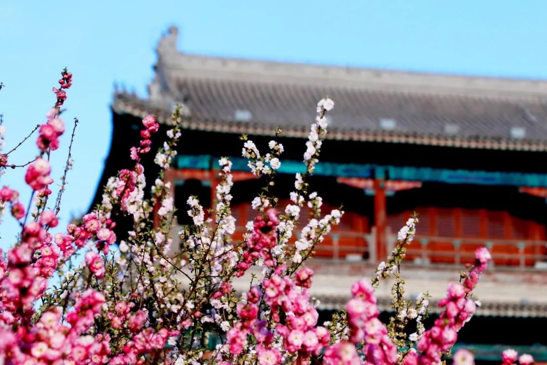 油菜花|春来到，各省率先迎接春天的是什么花？