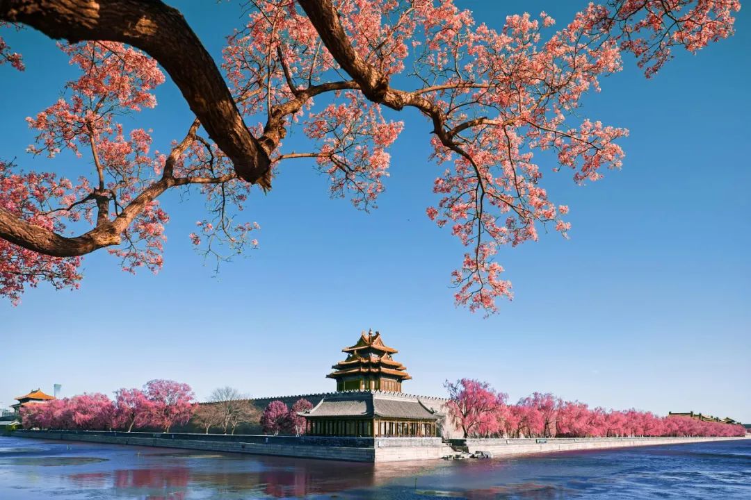 油菜花|春来到，各省率先迎接春天的是什么花？