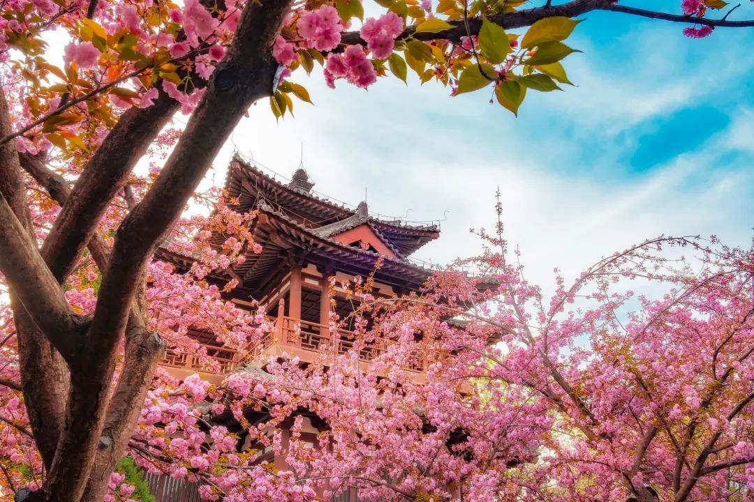 油菜花|春来到，各省率先迎接春天的是什么花？