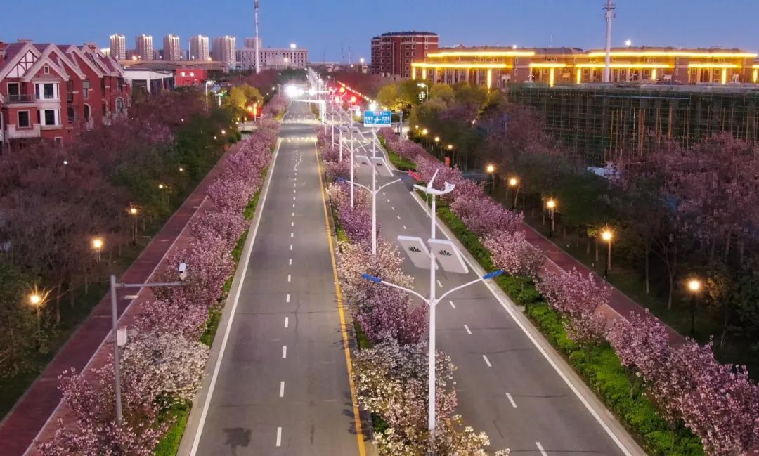 油菜花|春来到，各省率先迎接春天的是什么花？