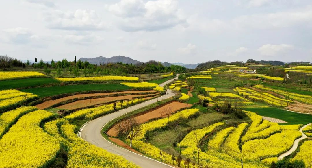 油菜花|春来到，各省率先迎接春天的是什么花？