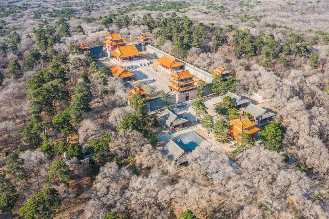 油菜花|春来到，各省率先迎接春天的是什么花？
