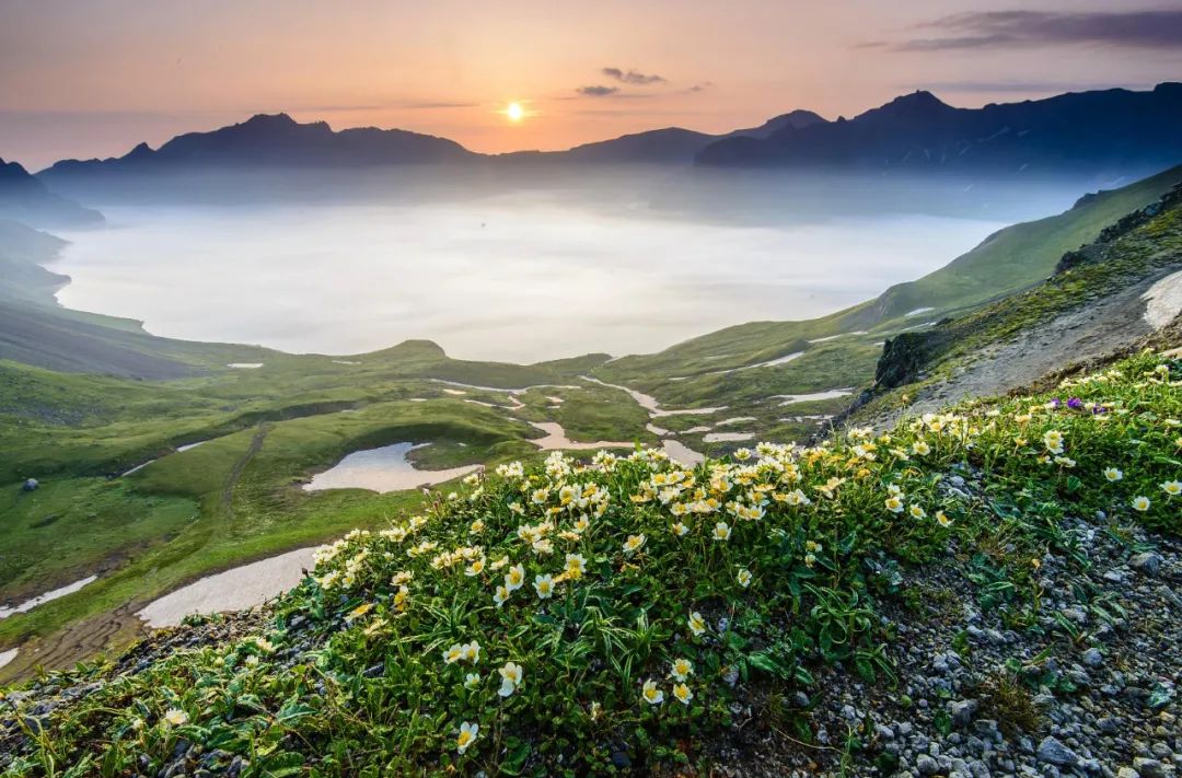 油菜花|春来到，各省率先迎接春天的是什么花？