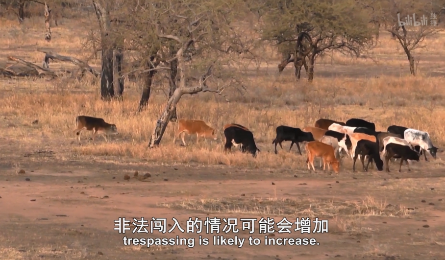 在旱季"非法闯入"姆维巴野生动物保护区的牧民以及他的奶牛们｜图片来源：B站《水塘故事》