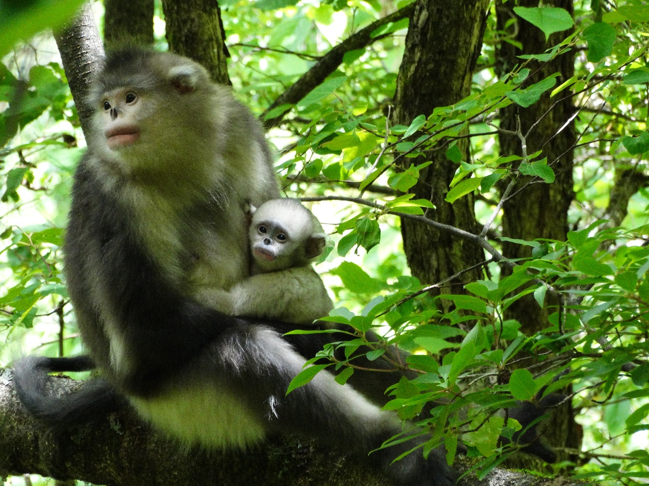 滇金丝猴母子｜赵序茅 拍摄