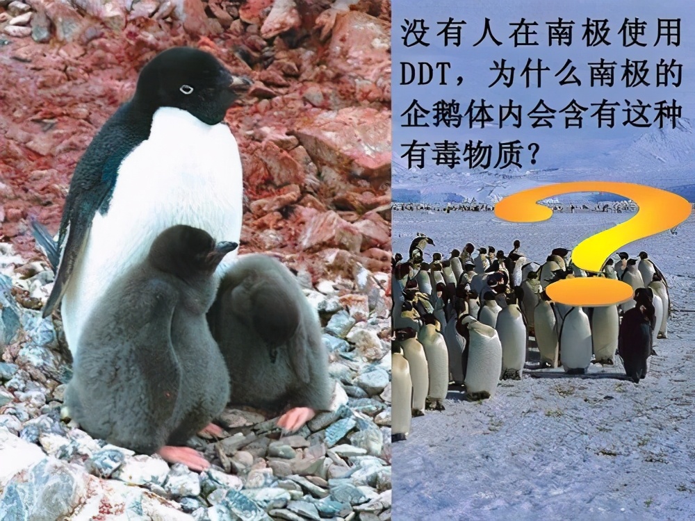 |南极已不再是净土，南极冰层沉降2000吨DDT，企鹅体内都被检测出