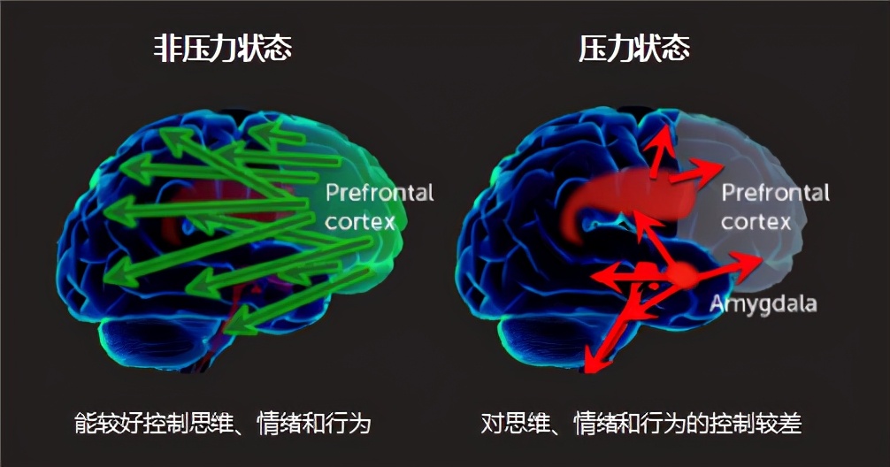 压力状态和非压力状态前额叶和各个脑区的连接情况｜图源：Arnsten, 2009