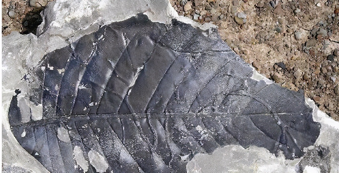 科学|6000万年前地球孕育了体型最大的蛇，重达1吨，形成原因或再现