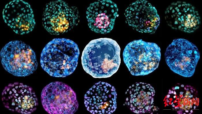 科学|首个人类胚胎活体模型诞生 科学家强调：只用于研究而不是繁殖