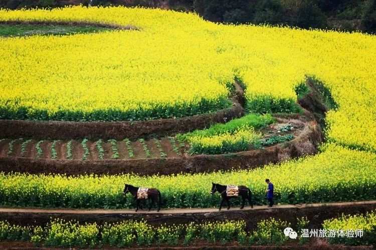 惊艳 这片火爆朋友圈的金色花海梯田正是茂盛期 漫山遍野赶紧看