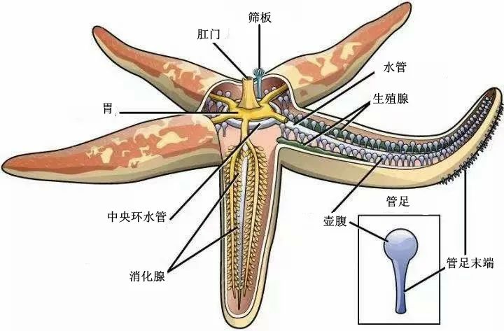 从观感上来说,这种行动慢吞吞的家伙比起动物,似乎更像是植物