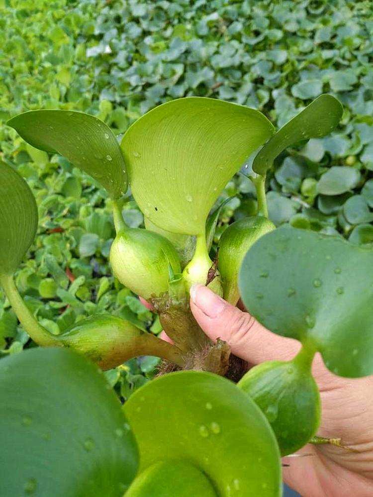 科学|在我国泛滥的水葫芦，弱点实在太好笑，只用一招就能将它们困住