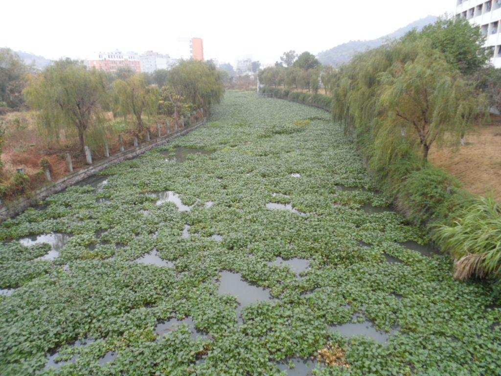 科学|在我国泛滥的水葫芦，弱点实在太好笑，只用一招就能将它们困住