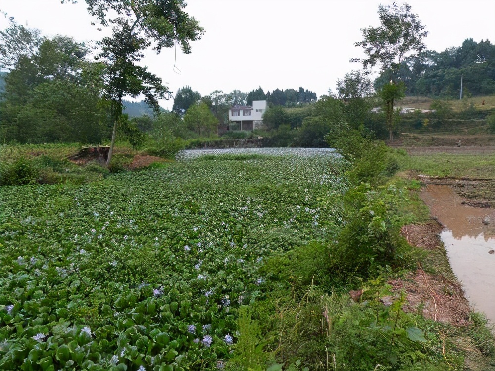 科学|在我国泛滥的水葫芦，弱点实在太好笑，只用一招就能将它们困住