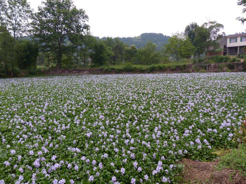 科学|在我国泛滥的水葫芦，弱点实在太好笑，只用一招就能将它们困住