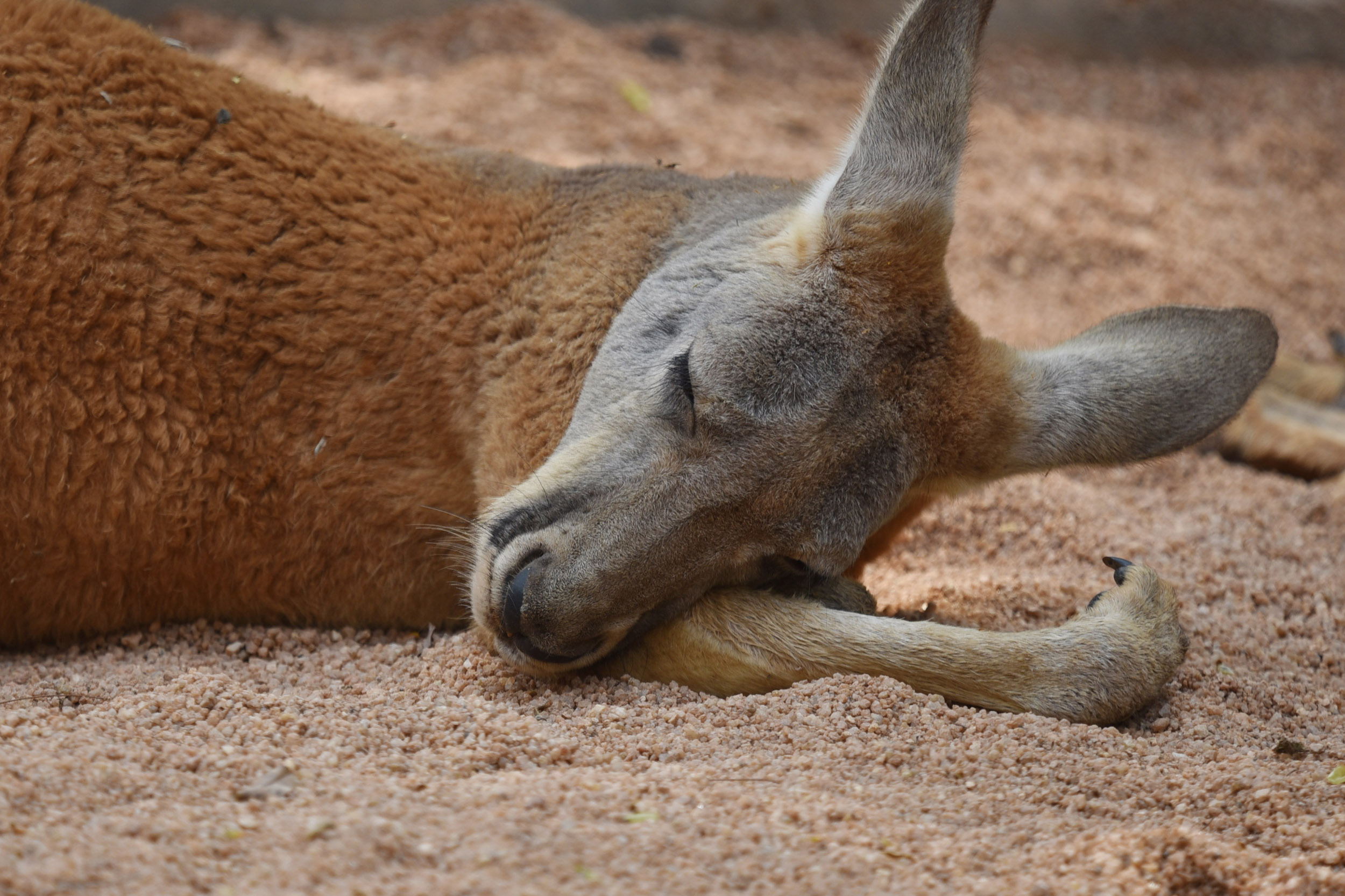 世界睡眠日深圳野生动物园动物奇特睡姿很可爱