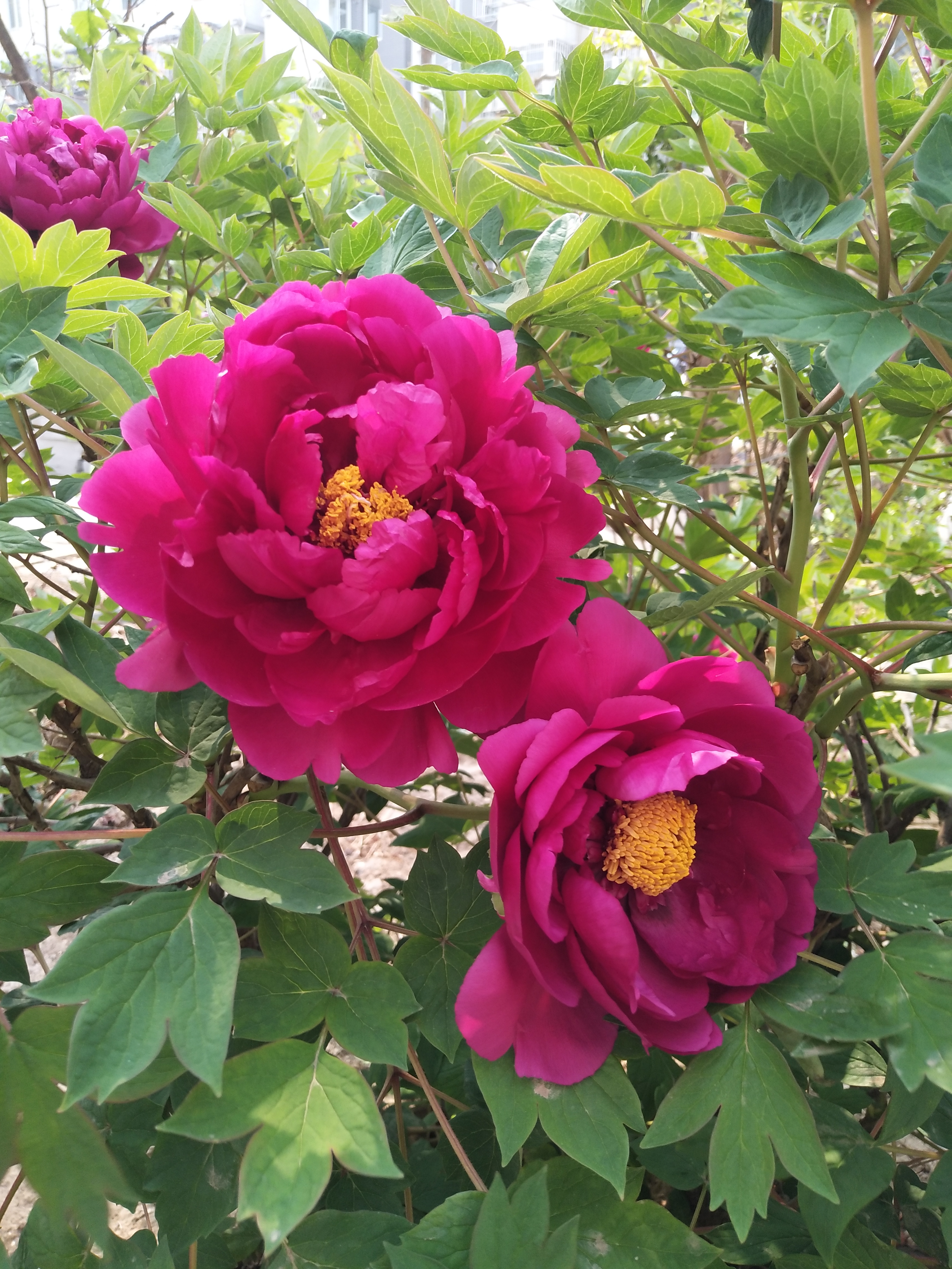 彩铅线描花卉雍容华贵紫牡丹