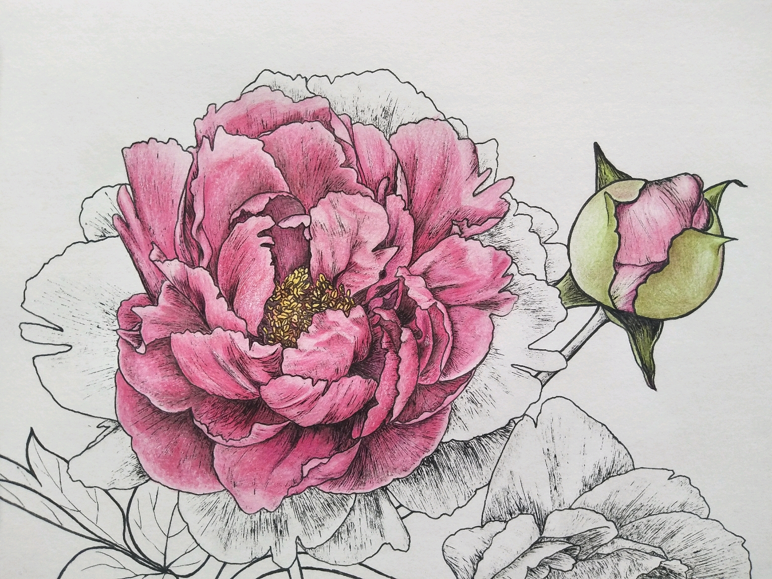 彩铅线描花卉雍容华贵紫牡丹