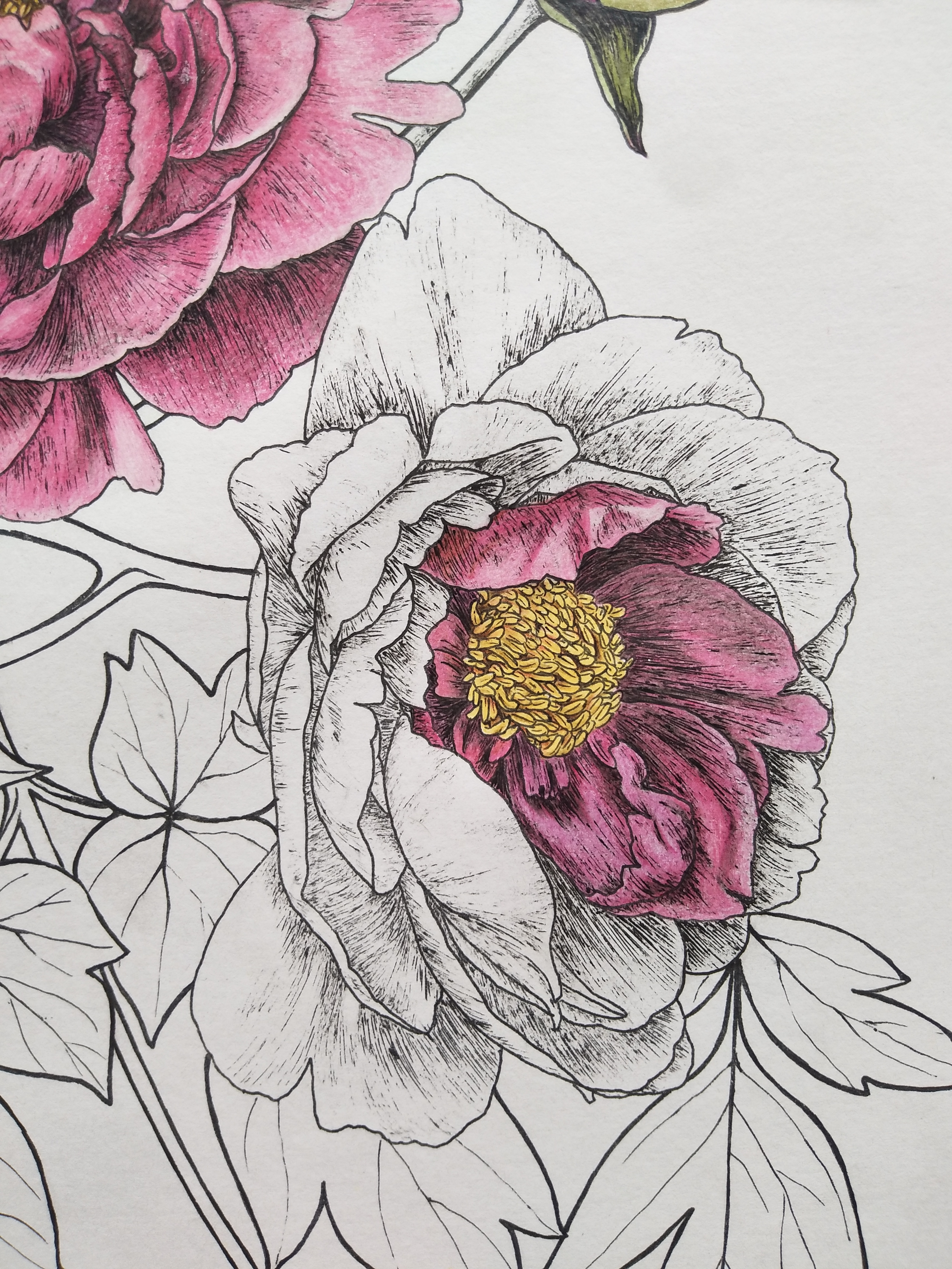 彩铅线描花卉雍容华贵紫牡丹