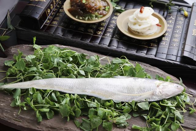长江禁渔之后，餐桌上的刀鱼从何而来？