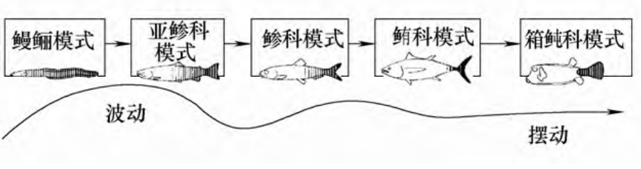 不同的鱼扭动的幅度不一样｜图源：文献3