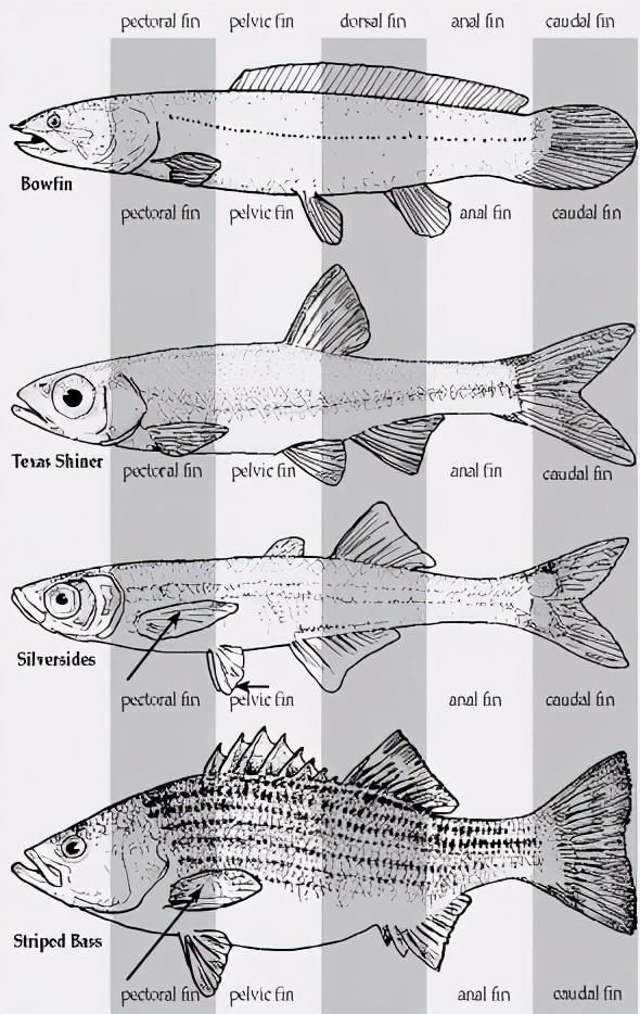 不同鱼的鱼鳍大小、形状不一样｜图源：https://tpwd.texas.gov/kids/wild_things/fish/howdofishswim.phtm